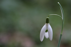 Flying Marrows snowdrop